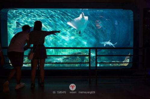 蔚蓝深海在线视频,揭秘神秘海洋世界的在线之旅